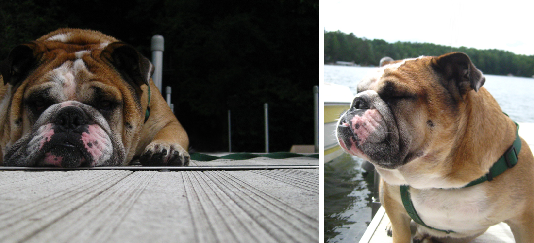 PhotographyPortfolio_Animals1