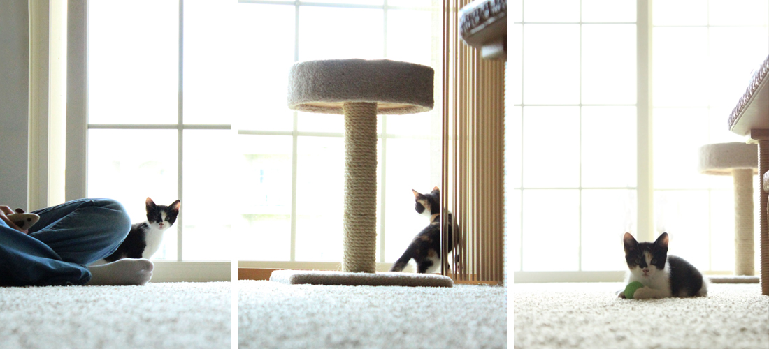 PhotographyPortfolio_Animals3