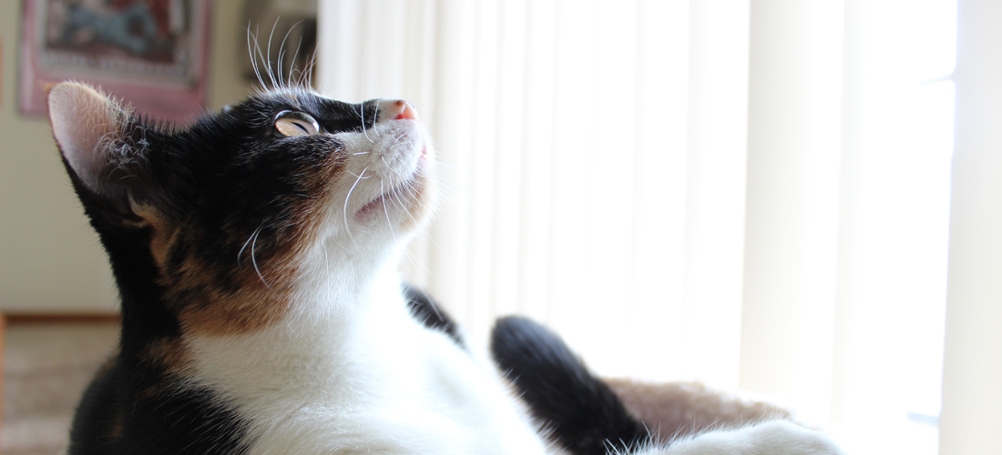 PhotographyPortfolio_Animals4