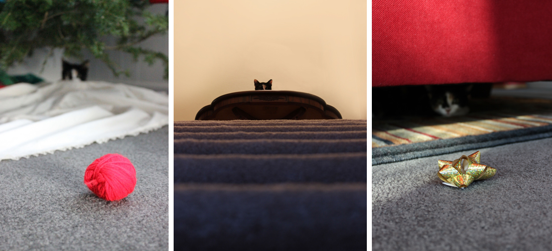 PhotographyPortfolio_Animals6