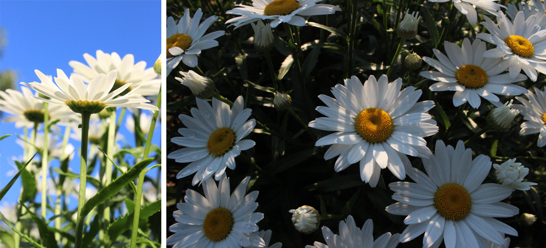 PhotographyPortfolio_Appleton4