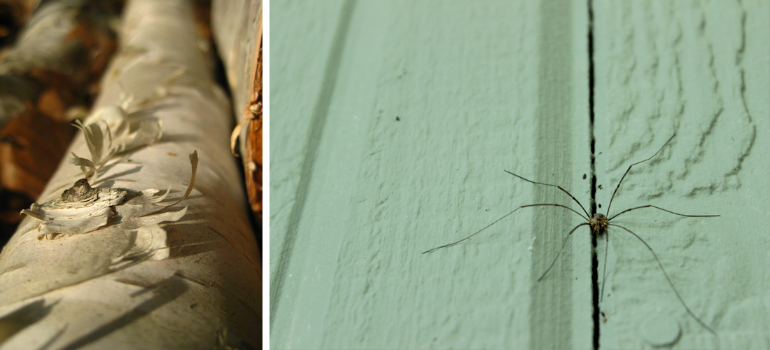 PhotographyPortfolio_LakewoodWI4