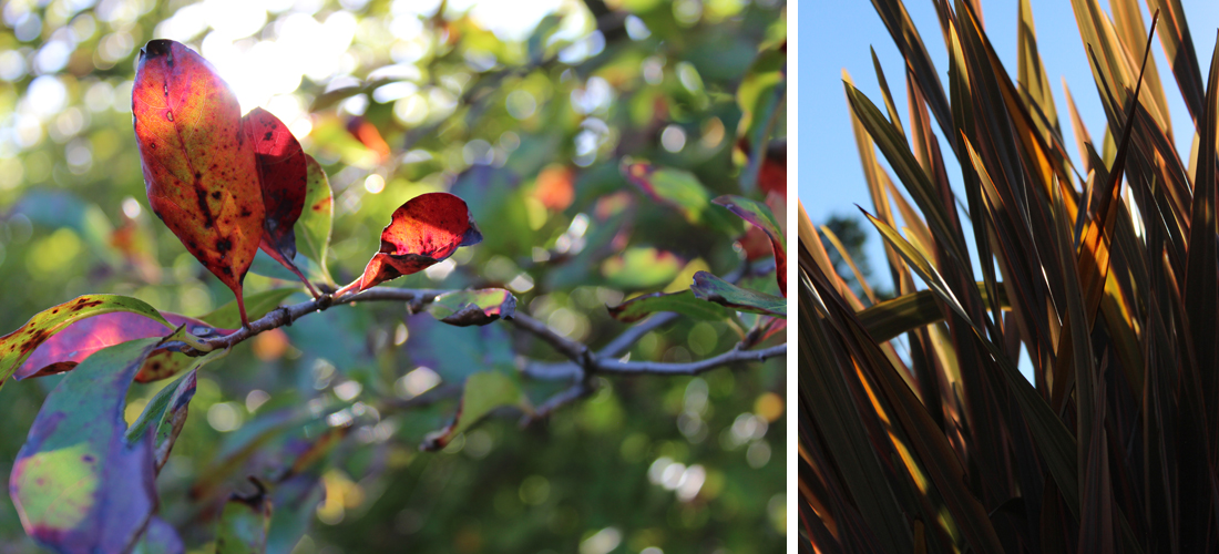 PhotographyPortfolio_OlbrichGardens2