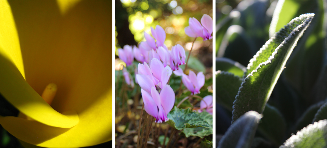 PhotographyPortfolio_OlbrichGardens3