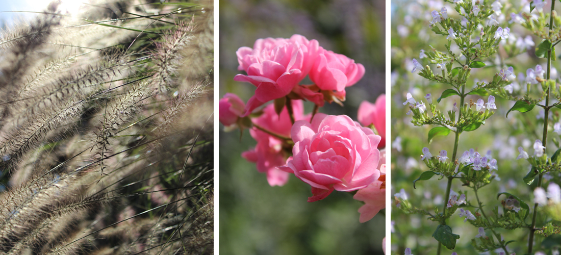 PhotographyPortfolio_OlbrichGardens4