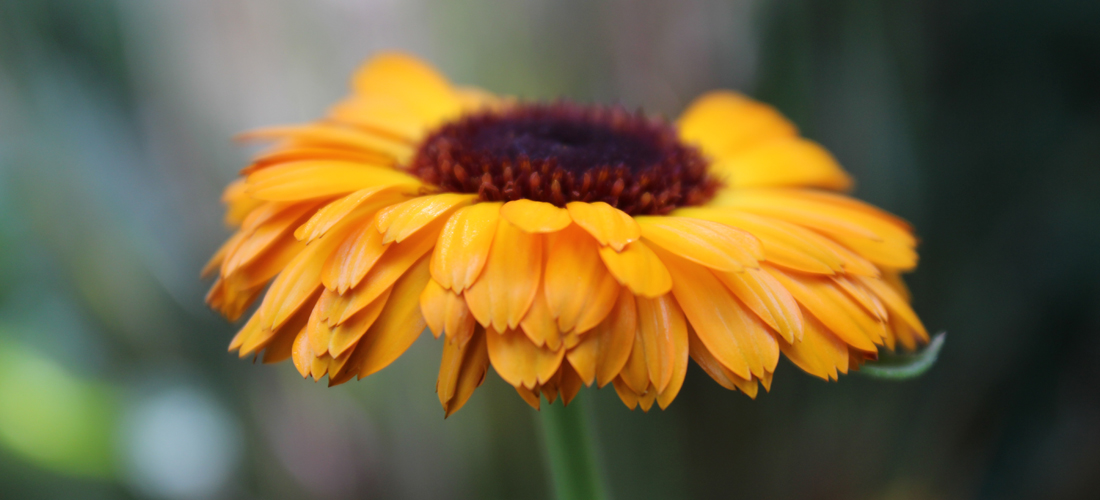 PhotographyPortfolio_OlbrichGardens5