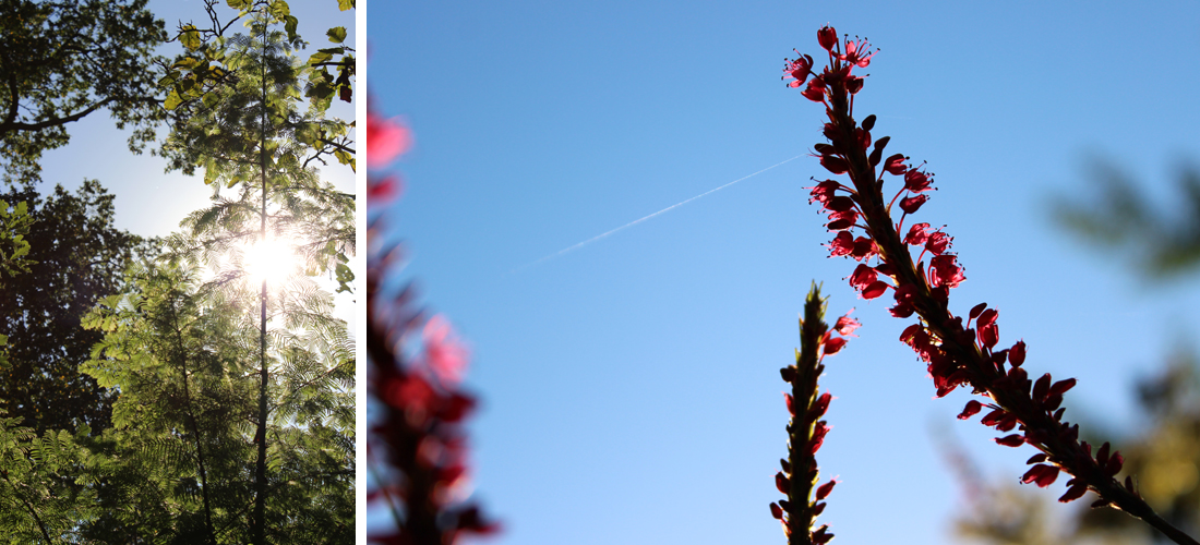 PhotographyPortfolio_OlbrichGardens7