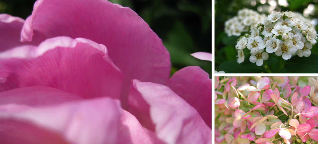 PhotographyPortfolio_OlbrichGardens8