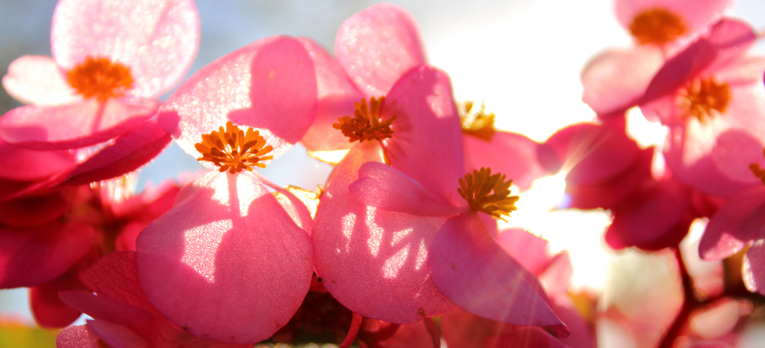 PhotographyPortfolio_OlbrichGardens9