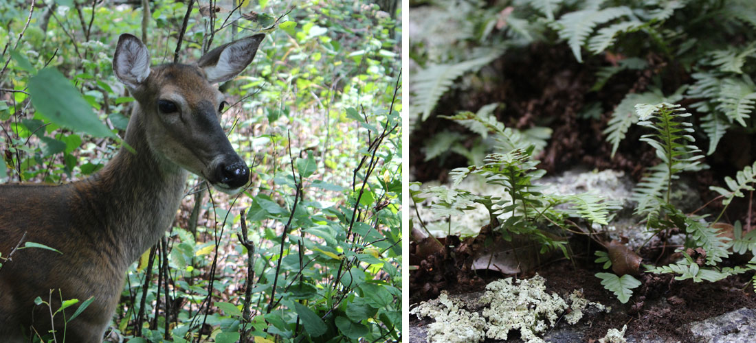 Kate Sinclair Photography Blue Ridge Parkway 4