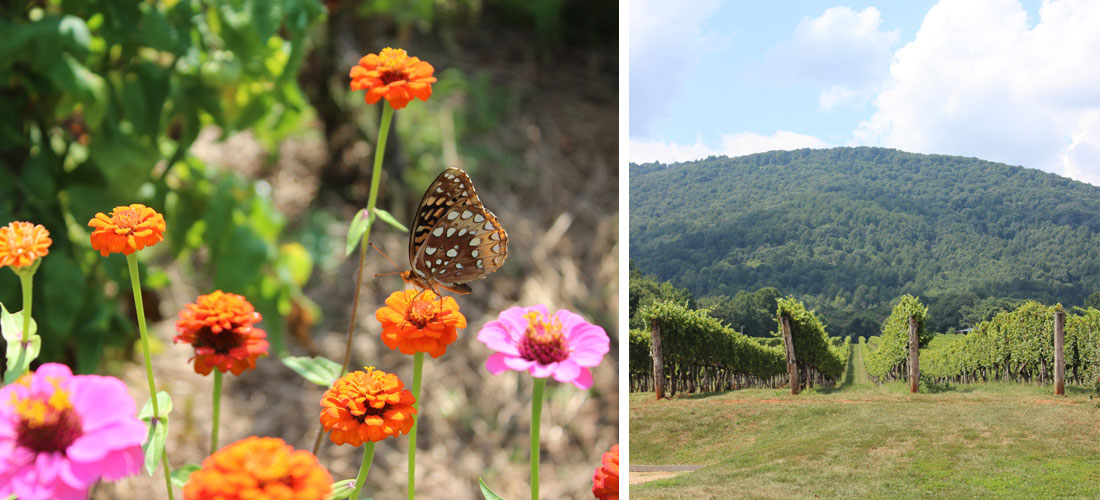 Kate Sinclair Photography Blue Ridge Parkway 5