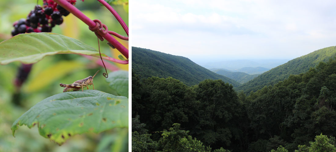 Kate Sinclair Photography Blue Ridge Parkway 8