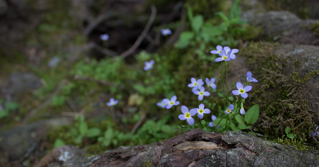 Kate Sinclair Photography Smoky Mountains 1
