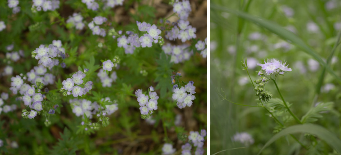 Kate Sinclair Photography Smoky Mountains 2