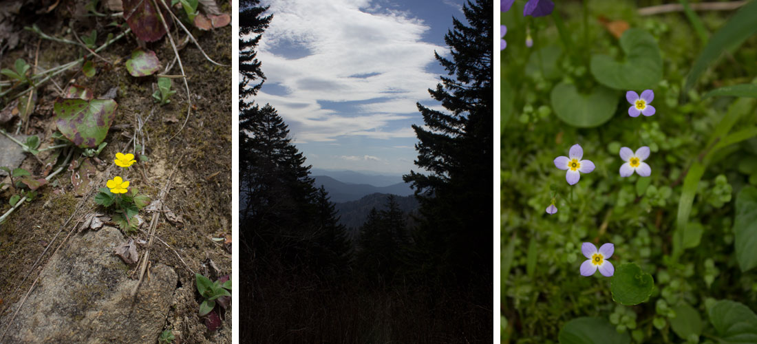 Kate Sinclair Photography Smoky Mountains 5