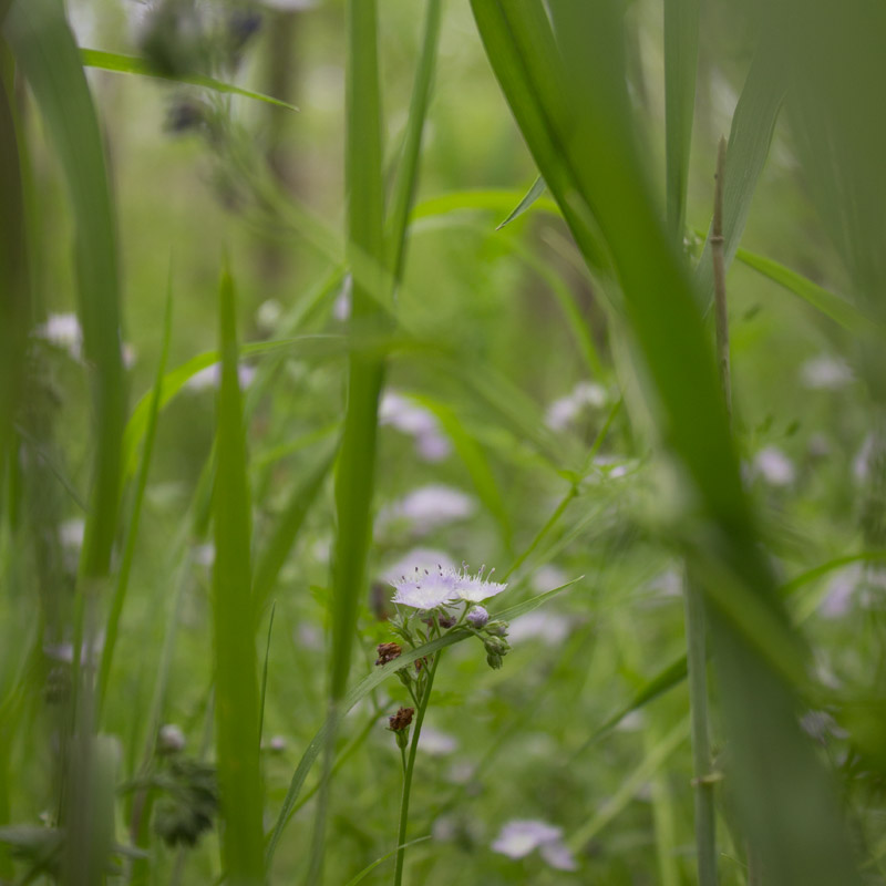 Kate Sinclair Graphic Design Photography